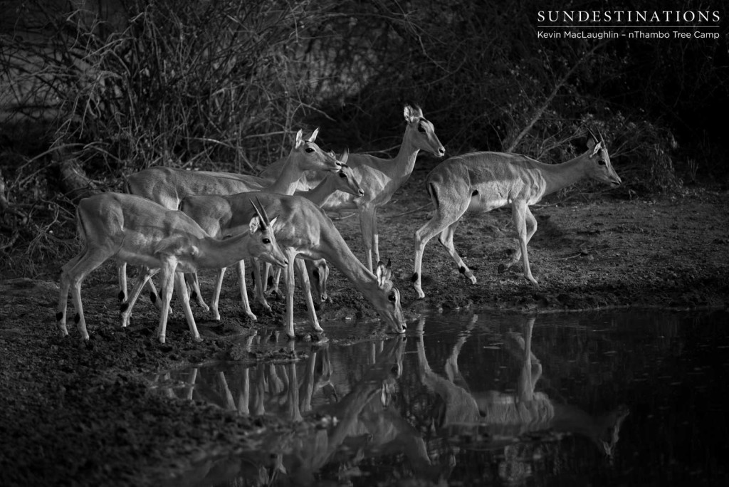 South Africa's most successful antelope, the impala, nervously approaches a waterhole to drink. Constant vigilance is what will keep them alive in this wild world