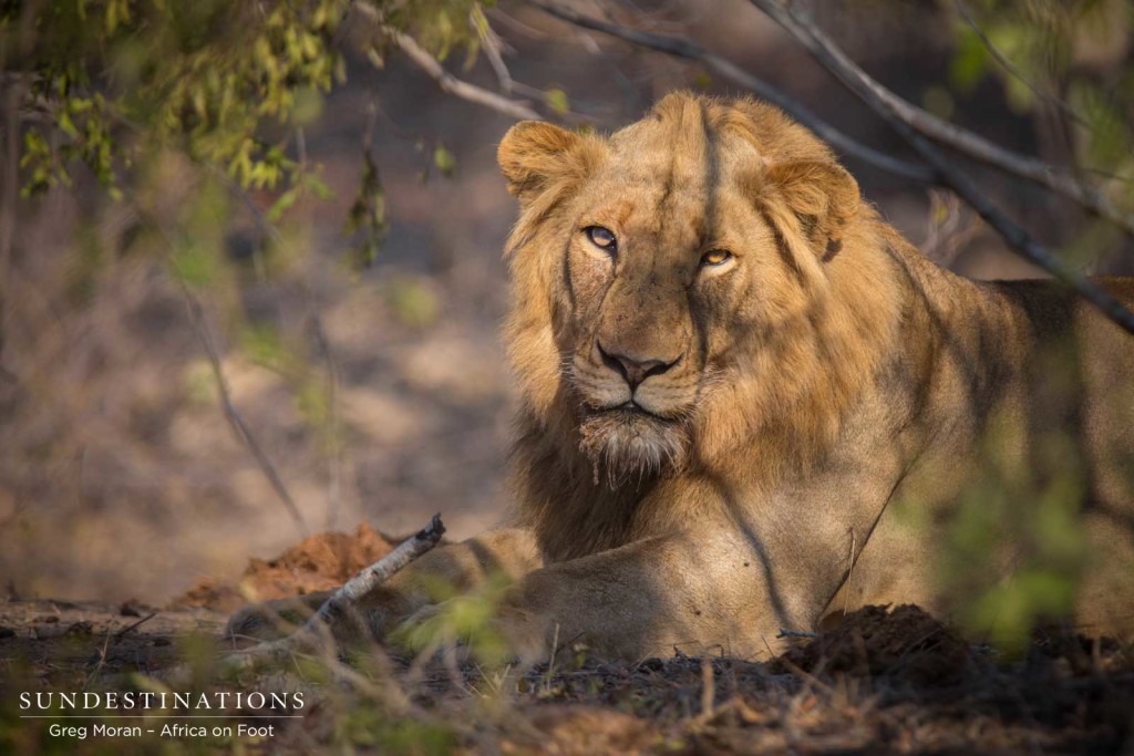 The stern beauty of the young Mapoza male lion keeping an eye on his adoring fans