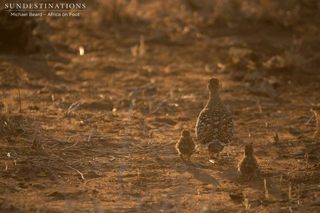 A family of double-banded sandgrouse making their way to safety as the light begins to fade in the Klaserie