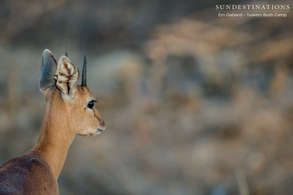The tentative profile of a steenbok out in the unpredictable wild