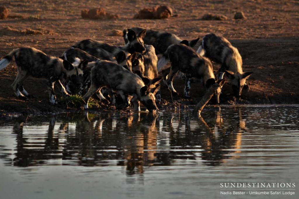 The Toulon Pack pups rehydrate at a waterhole after preying on a bushbuck nearby