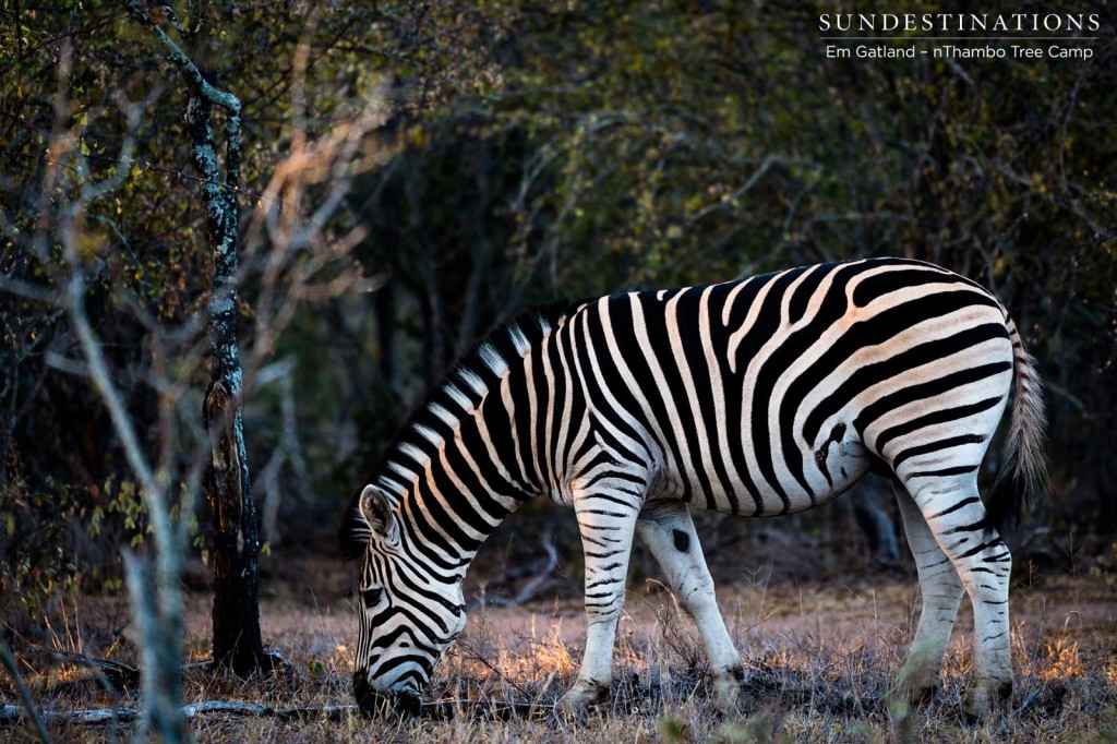 The mesmerising stripe pattern of the zebra stands out from the crowd, but in a herd, these stripes act to dazzle any potential predator and throw them off their game