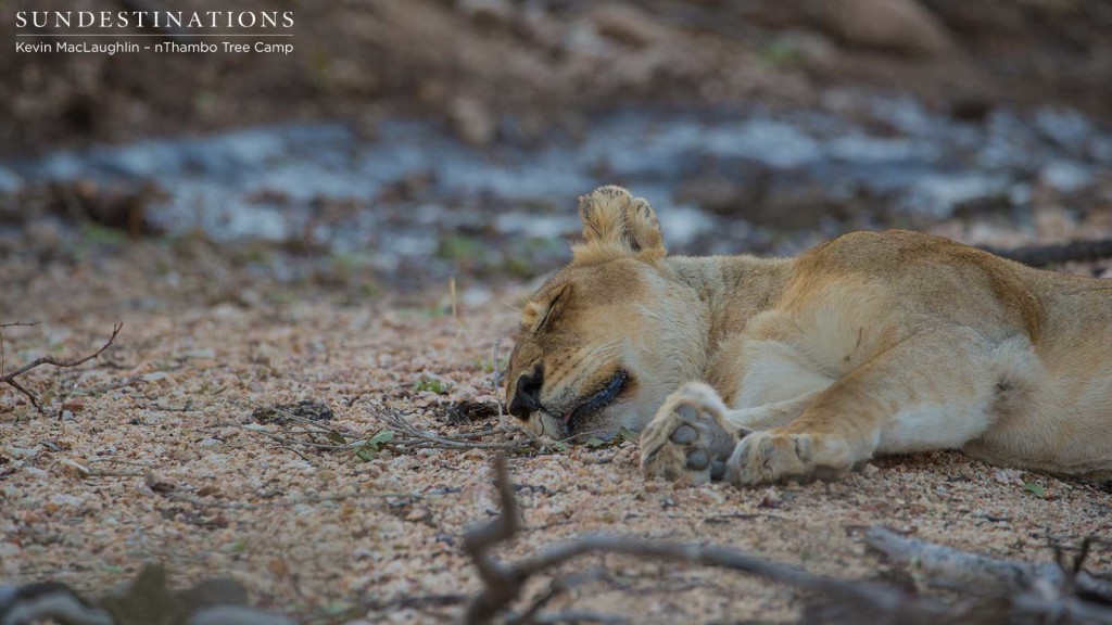 The Breakaway lioness as seen by Kevin, lying quietly after showing signs of sickness