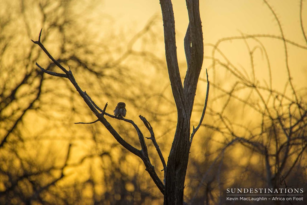 An image of an African wonderland; a combination between a scorching Kruger sunset, and the romance of a bare winter forest - the place this pearl-spotted owlet calls home