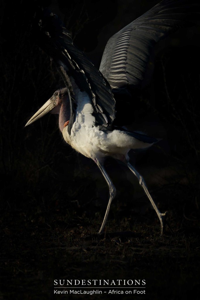 A moment of beauty and elegance with one of the bushveld's most poorly reputed birds. The marabou stork is one of nature's less glamorous species, making this capture one in a million