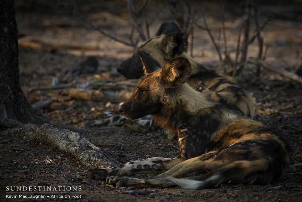 A young African wild dog bathing in the morning's first light