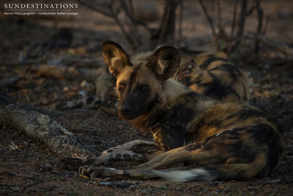 A look of caution betrays this wild dog's otherwise relaxed demeanour. There is no room for complacency in the wild.
