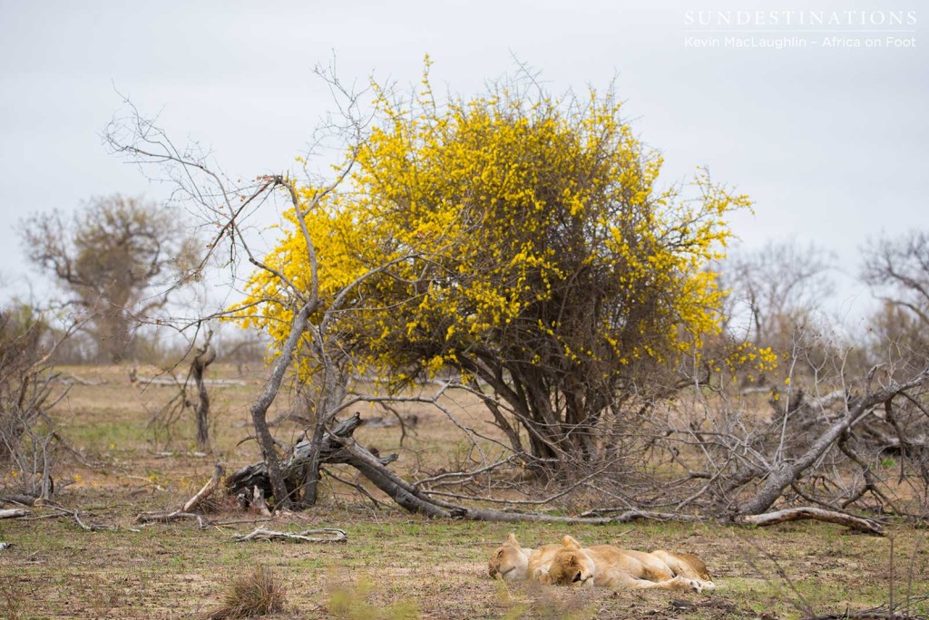 The Ross Breakaway lionesses rest under the outstanding blossom of the wild pomegranate tree