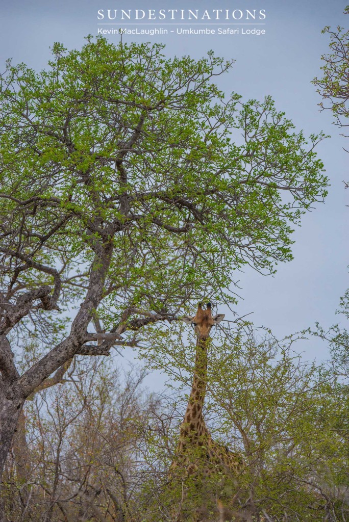 A giraffe is dwarfed by a tall marula tree, which is blooming into its vibrant summer colours
