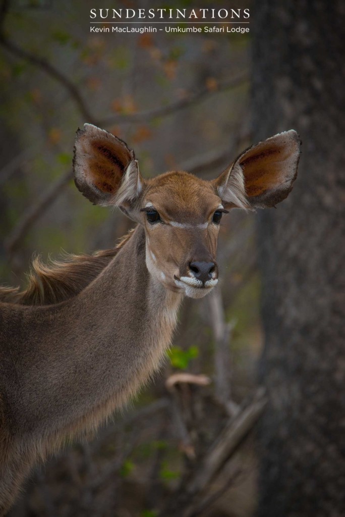 Those ears twitch to pick up seemingly inaudible sound in the secretive and wild bushveld. 