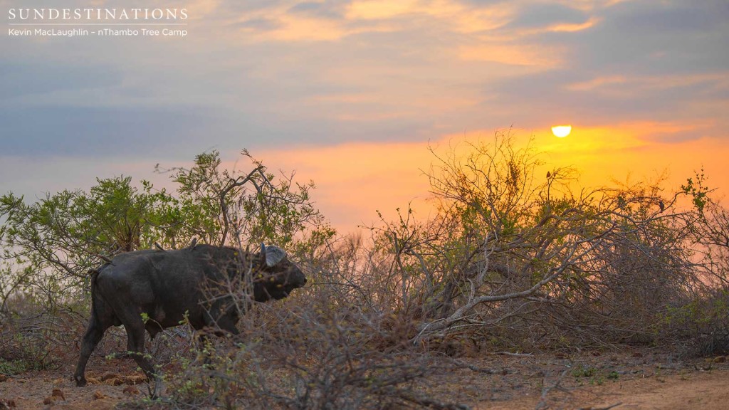 A buffalo bull paces slowly through the dusk under the golden glow of the sunset