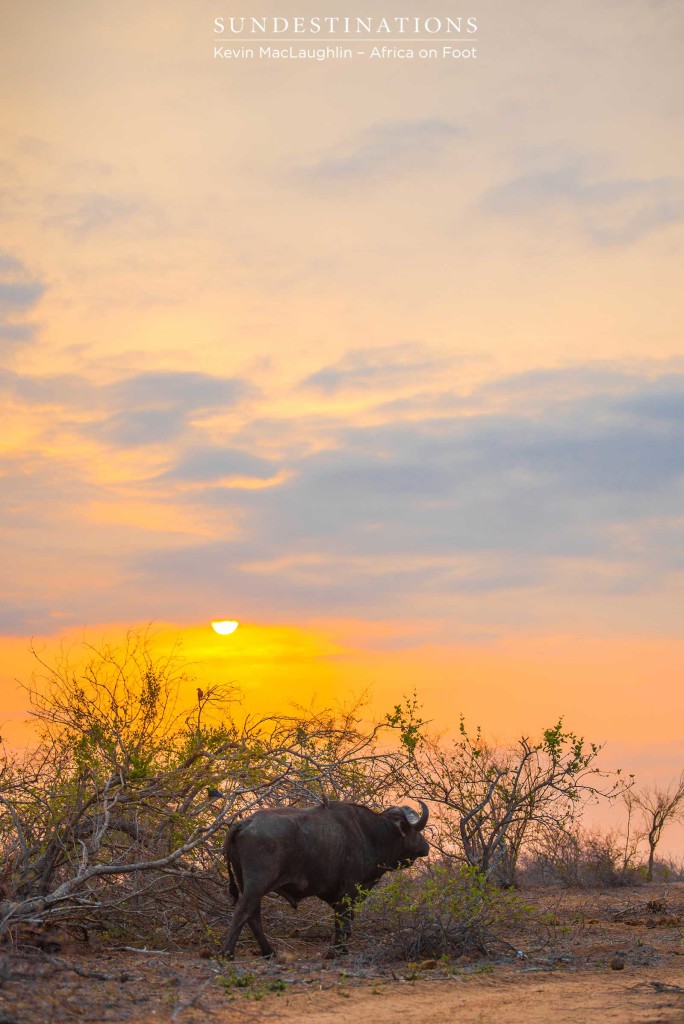 A buffalo bull's lonely journey into the sunset
