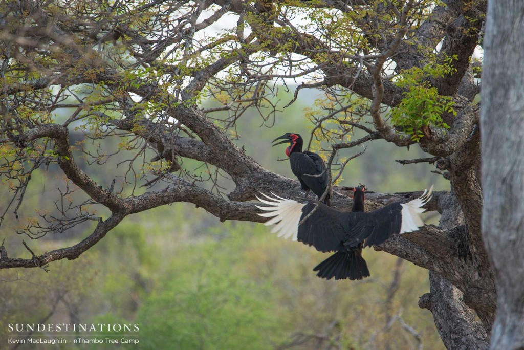 Southern ground hornbills take safety in a tree, displaying the rarely seen white plumage in their flight feathers