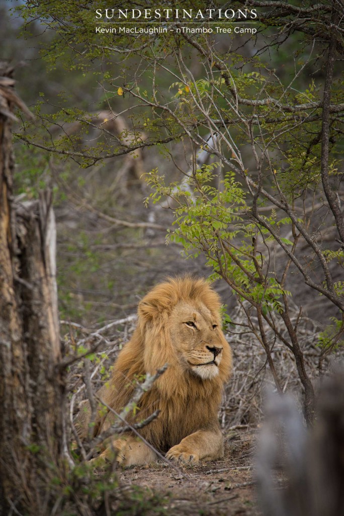 Mapoza males mating with Breakaway lionesses