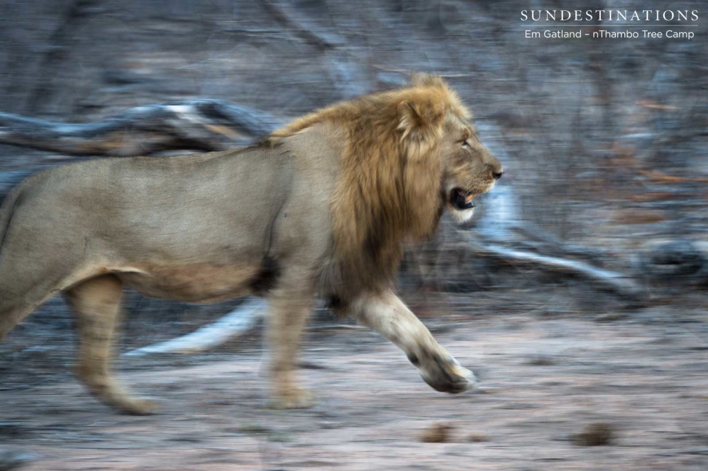 A Mapoza male lion picks up a trot as he follows one of the Breakaway lionesses through the bush.; a buffalo kill creating a tense environment among the lions