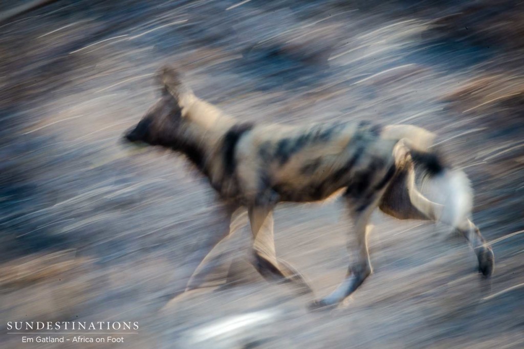 An African wild dog blends into the bush as the pack races to devour a fallen duiker