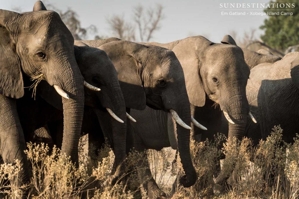 Eating on the move, a herd of elephants makes its own pathway through the tall grasses of the Moremi Game Reserve