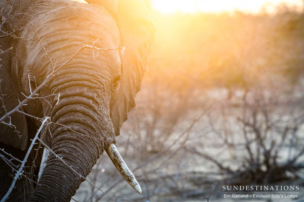 Spotlit in sunlight, an elephant basks in the rays of the rising sun