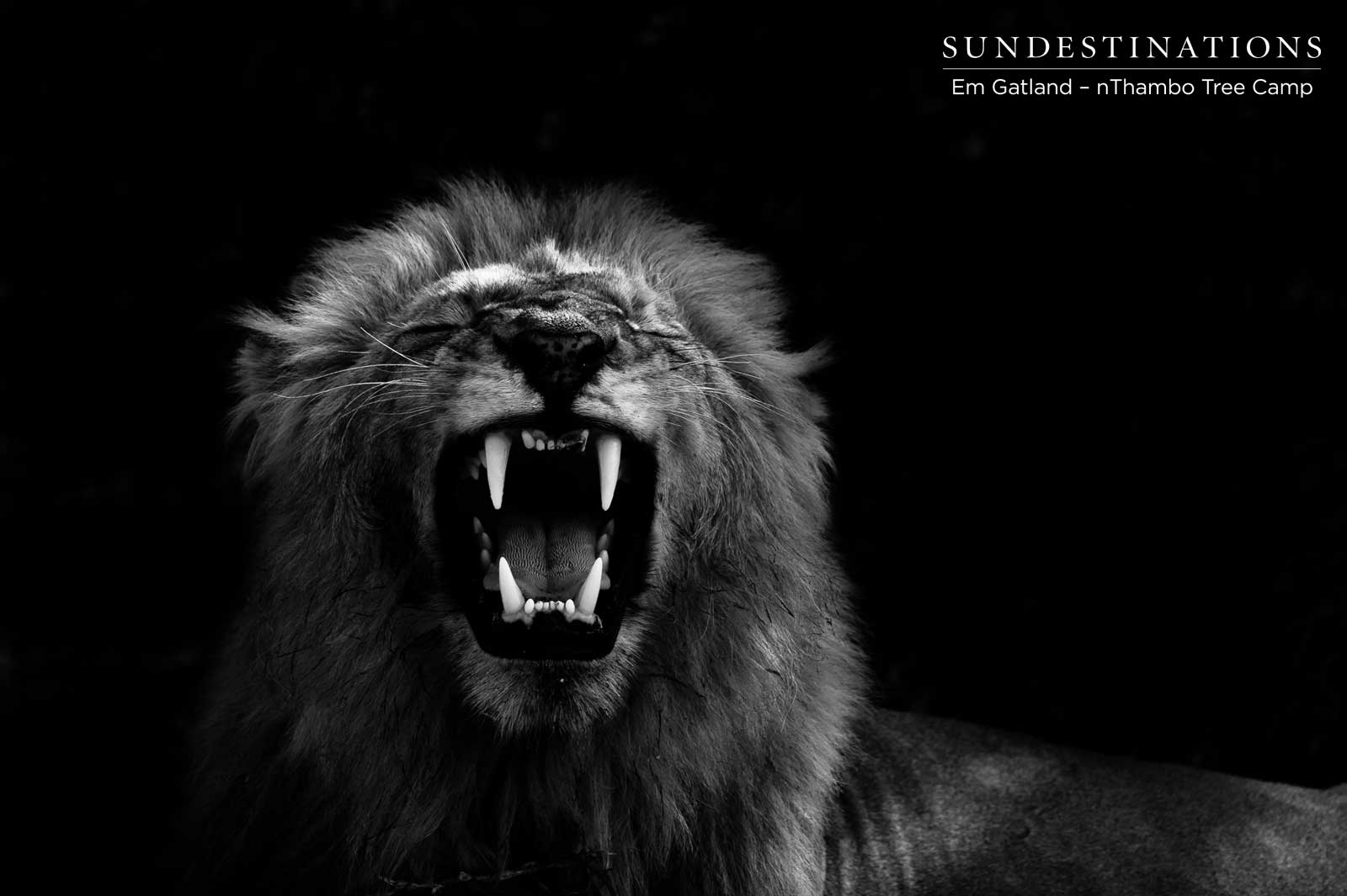 Em Gatland Lion Darkness