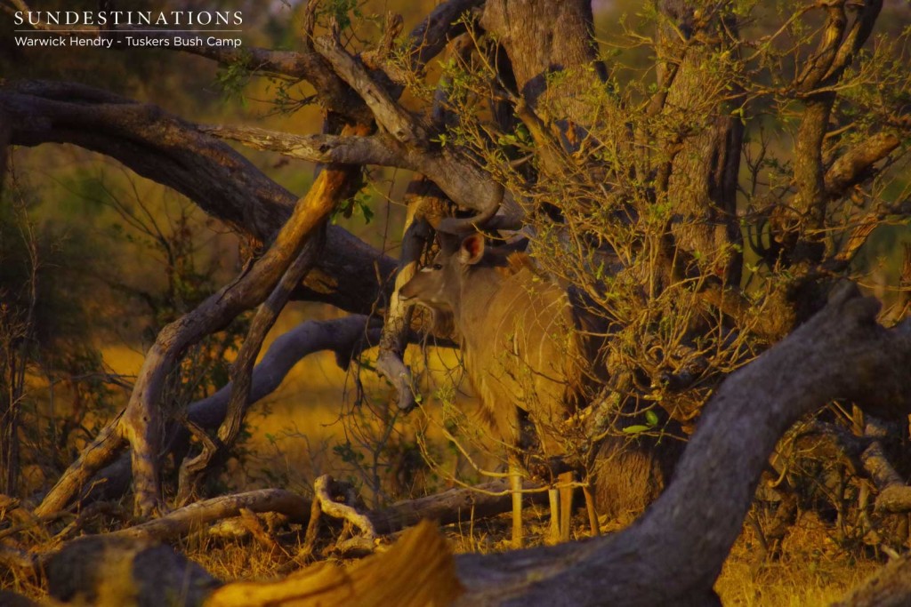 A male kudu camouflaging into the Khwai vegetation