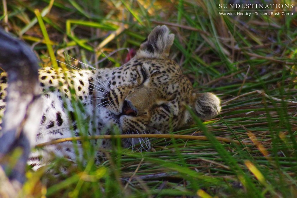 A sleeping leopard at one of our Khwai leopard sightings