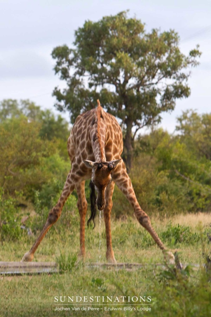 A giraffe takes a bow. It's a long way down!