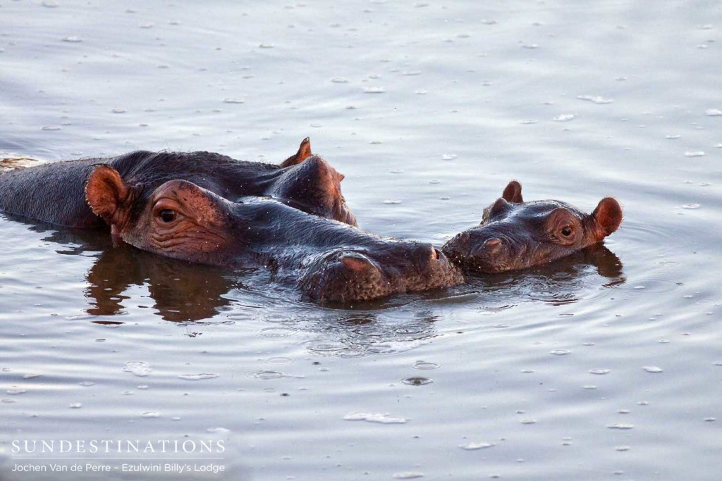 A tender moment between a mother hippo and her calf in the Olifants River. This youngster will follow in its mother's footsteps and become one of the most formidable mammals in Africa.