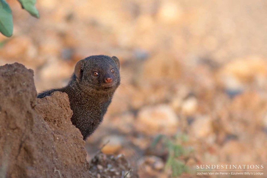A dwarf mongoose freezes in its tracks to check for potential danger before darting across an opening in the veld and diving for cover on the other side. 