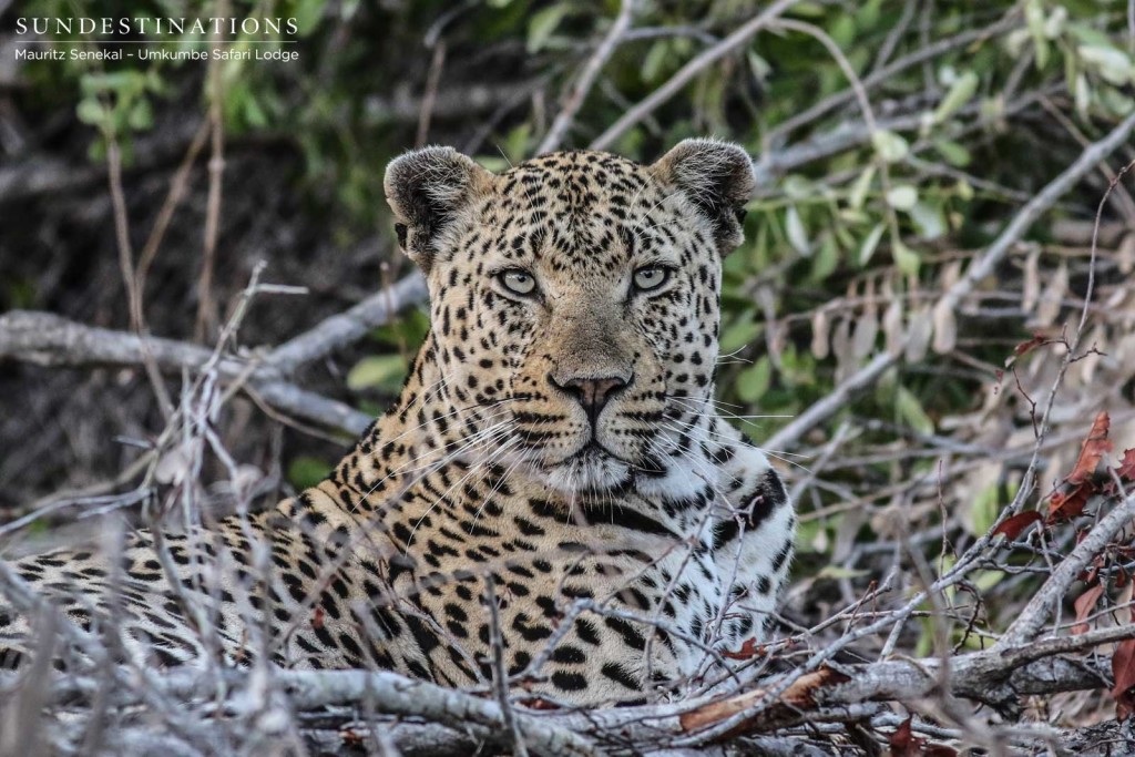 The magnificent Mambiri male leopard looking content in his new neighbourhood