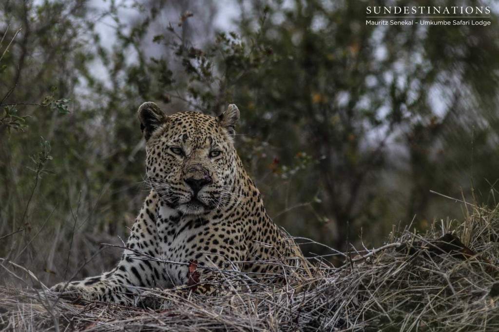 Mxabene after a fight with Kaxane male leopard