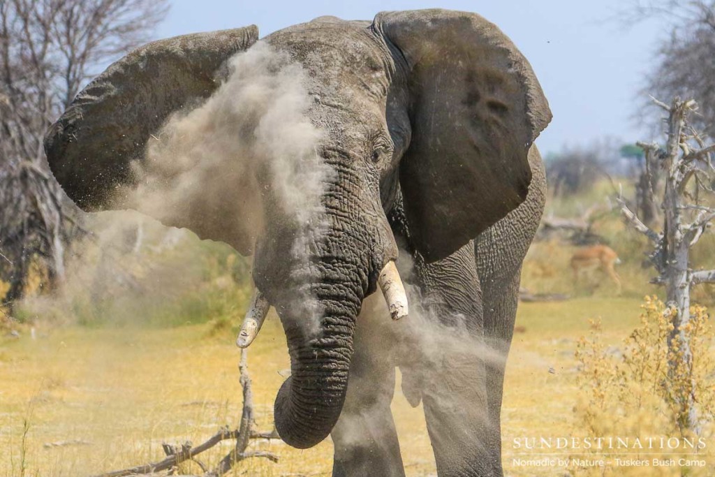 Fine sand and dust fill the crevices in the skin of an elephant, protecting it from the sun, as well as unwanted parasites. A magnificent display to watch, the elephant dust bath. 