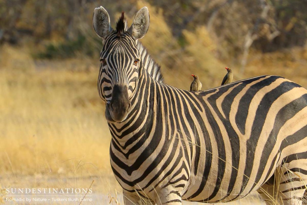 A zebra gazes across the Moremi plains and pauses mid-mouthful to share this moment with its admirers