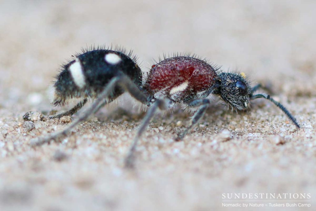 A velvet ant, which is in fact a female wasp, packs quite a sting, and should be admired from afar rather than handled.