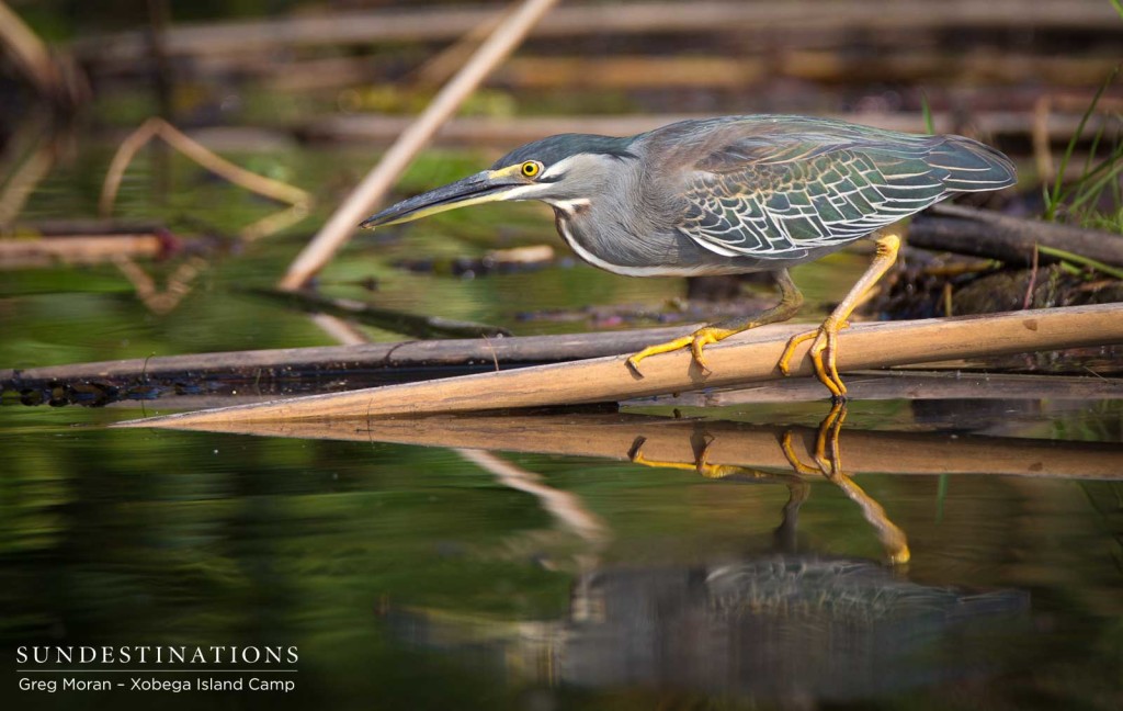 A green-backed heron stands dead still as it poses in wait of the right moment to strike