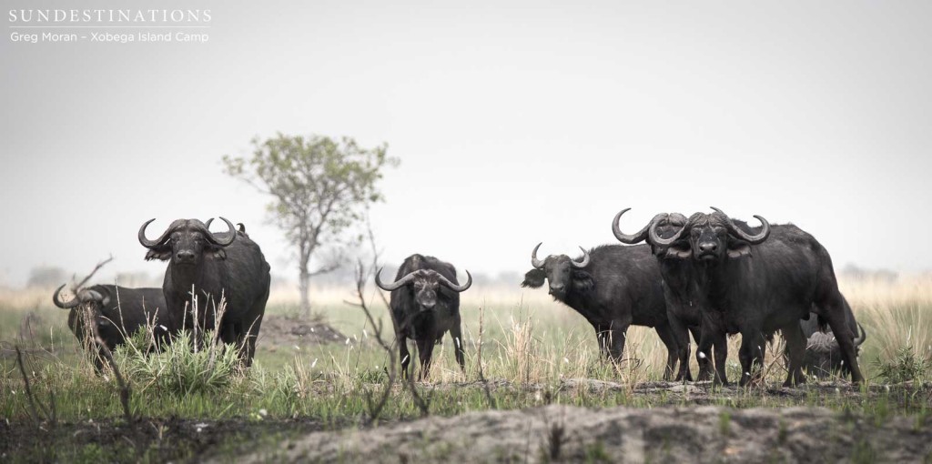 Inquisitive buffalo look down on the waters as guests drift passed their grazing ground on a boat cruise