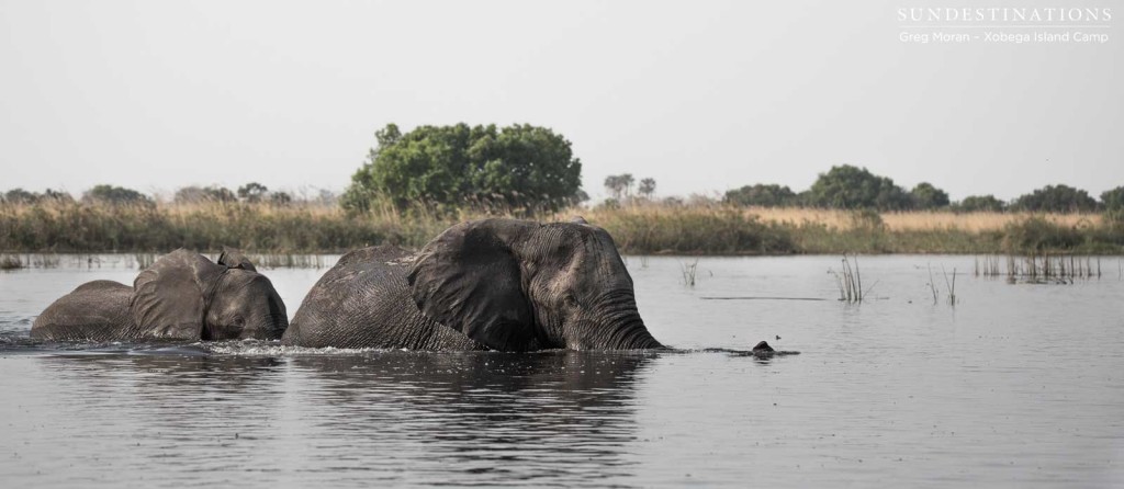 Sitting silently and admiring Africa's giants submerge themselves in the Delta depths on a Xobega Island boat cruise