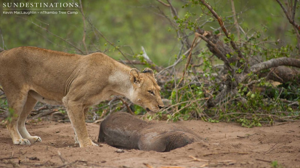One of the Ross Breakaway lionesses approaches the stillborn elephant calf while the mother is preoccupied chasing vultures