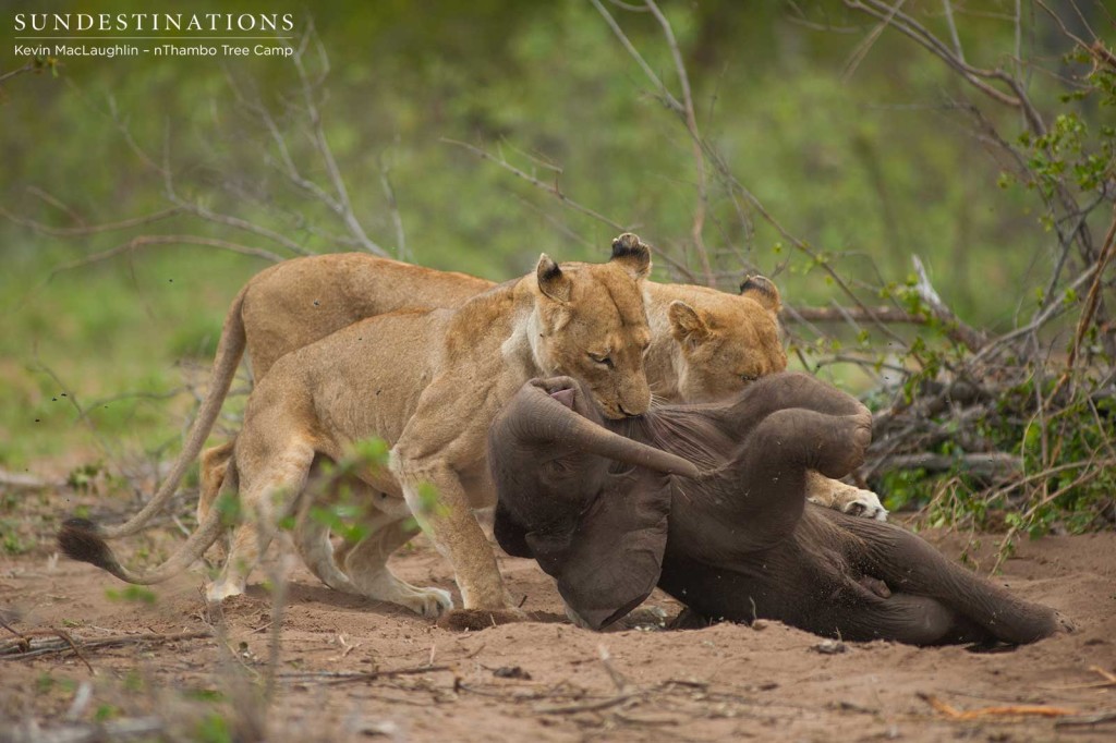 The lionesses work as a team to try and drag the carcass to a safe place for them to eat