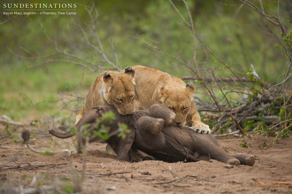 The lionesses take their opportunity get at the stillborn calf