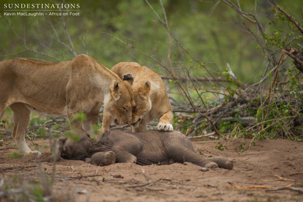 The lionesses bond over this shared meal, as the lifeless calf remains peacefully intact