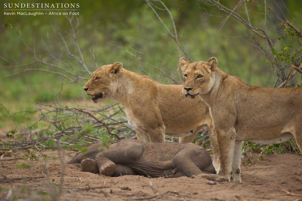 Both lionesses are vigilant as they check where the mother elephant is