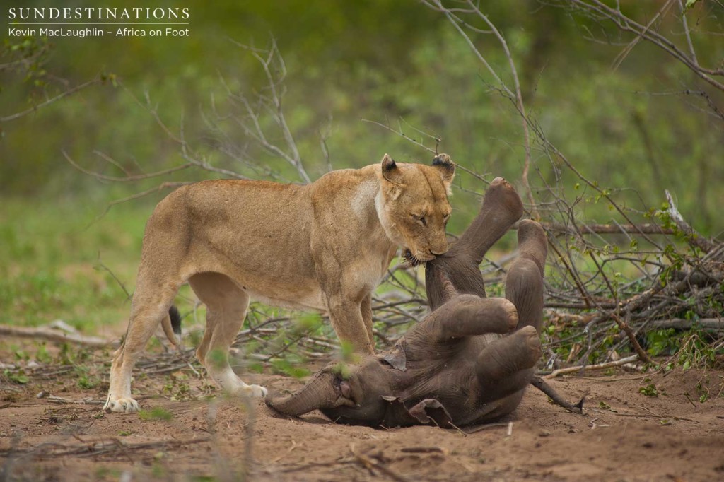While the mother elephant is distracted, the lionesses attempt to take the stillborn calf