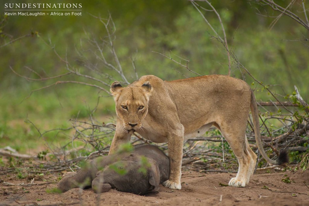 A Breakaway lioness assesses her environment
