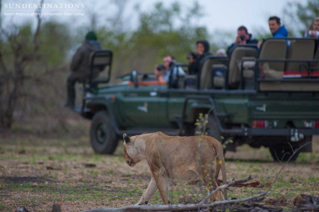 nThambo Tree Camp guests watching the scene of a lion kill