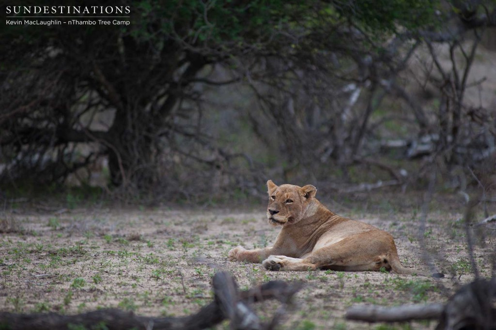 Ross Breakaway lionesses lie nearby the carcass as the Mapoza male feasted away