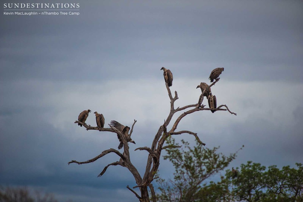 Vultures lurk overhead waiting for an opportunity to swoop in on the lion kill