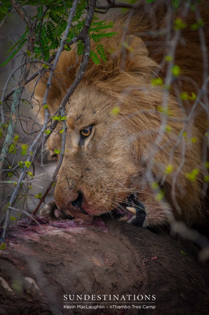 Mapoza male lion on a buffalo kill