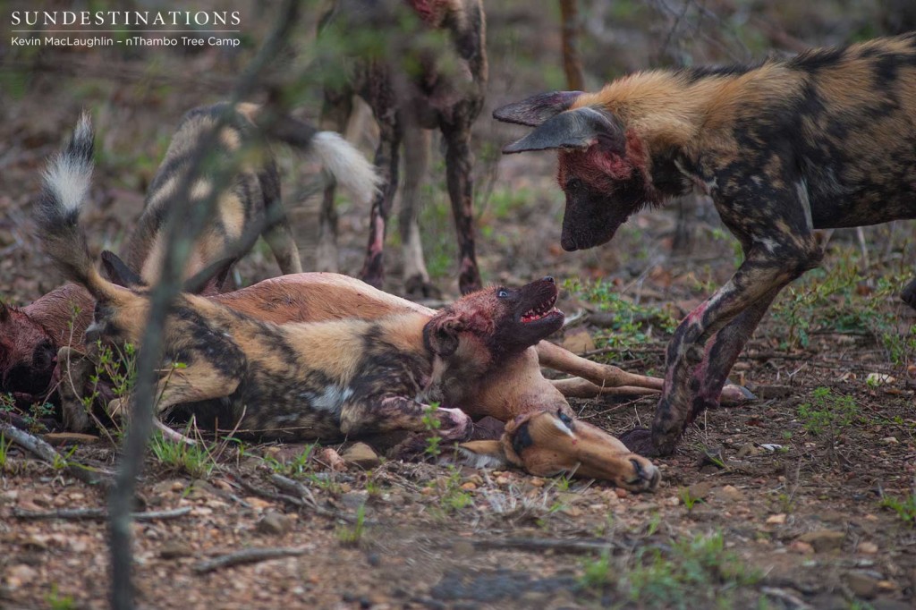 African wild dogs hunt impala