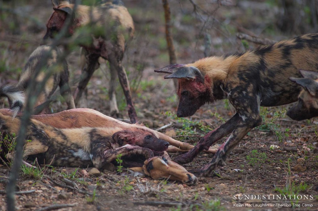 African wild dogs hunt impala