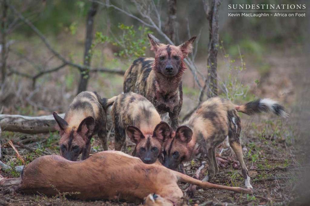 Pups feed first as an adult female of the wild dog pack keeps watch